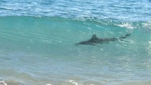 Praia da Costa da Caparica é invadida por tubarões