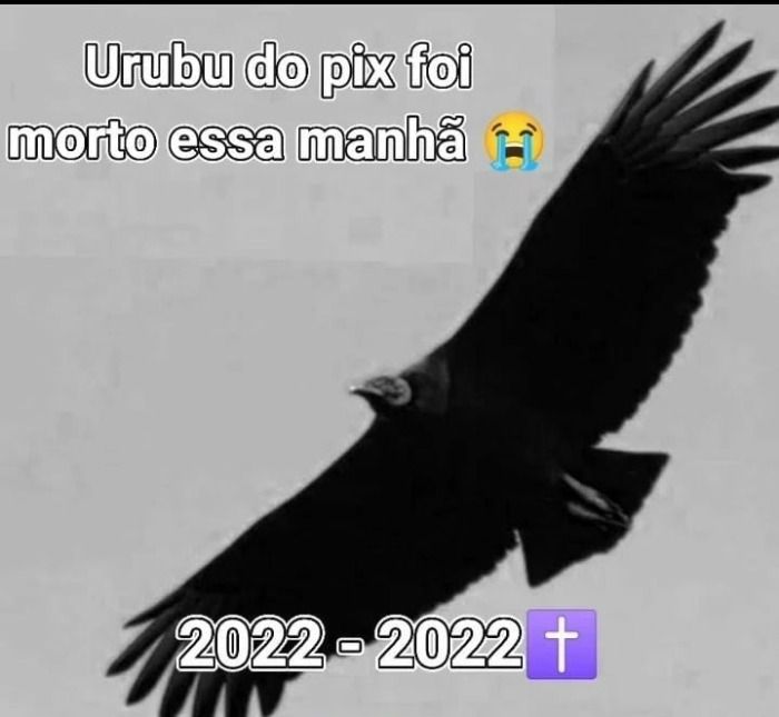 URUBU DO PIX FOI MORTO ESSA MANHA :(