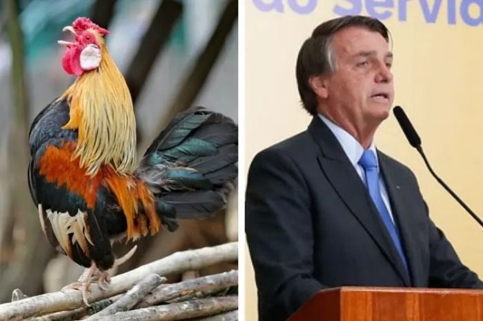 Bolsonaro aposta em briga de galo com Lulla em frente ao senado